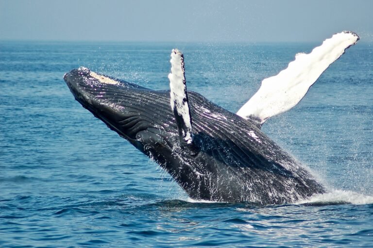 A whale bursting out of the sea