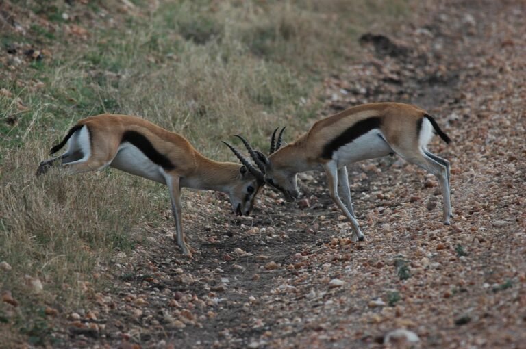 Two deer fighting head to head