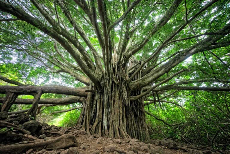 A Huge tree with many branches