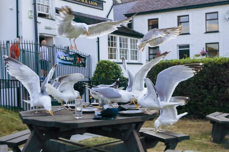 Birds are fighting to get food from a table