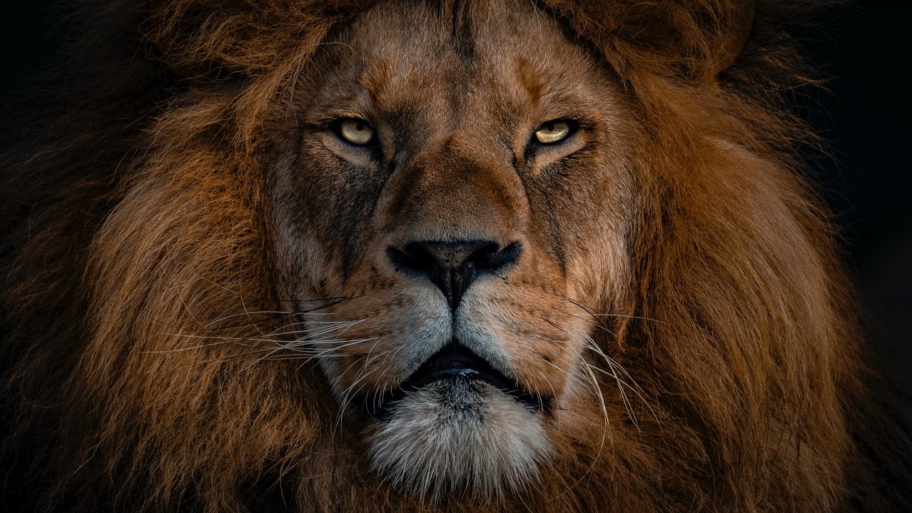 A lion face