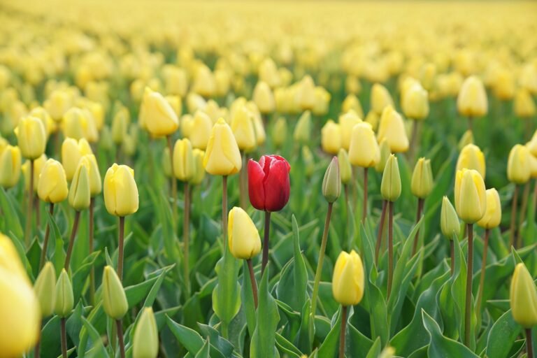 A red flower in a field of yellow flowers