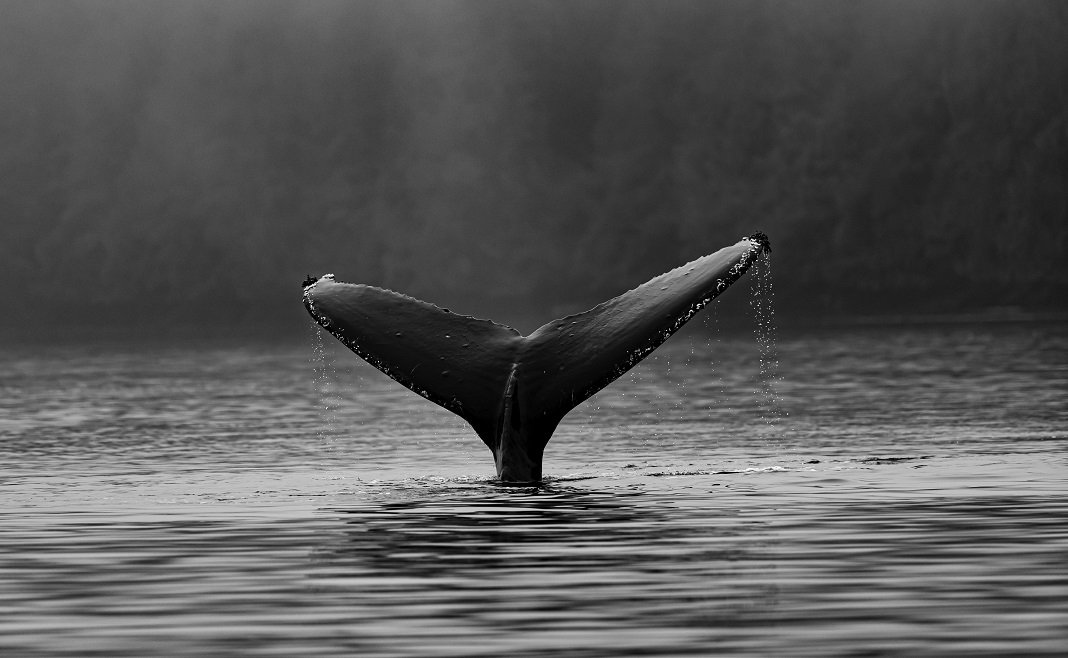 A tail of a whale is showing above the water